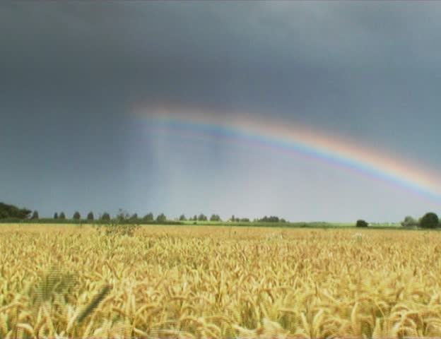 Field with a rainbow