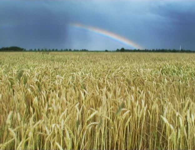 Field with a rainbow