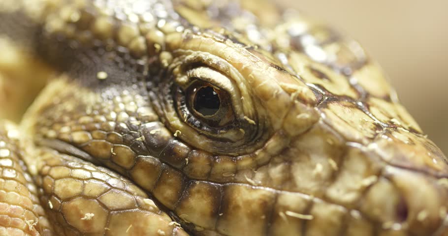 Collared Lizard Closeup Image Free Stock Photo Public Domain