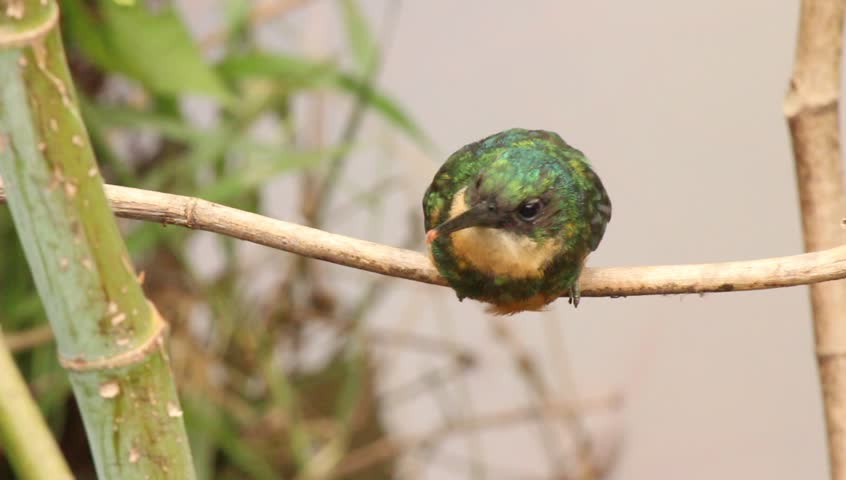 Header of jacamar