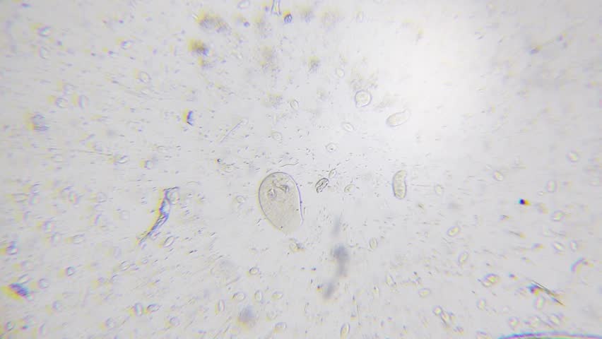 Header of pseudopod