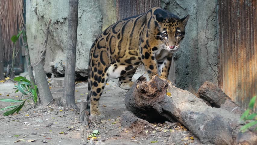 Clouded Leopard image - Free stock photo - Public Domain photo - CC0 Images