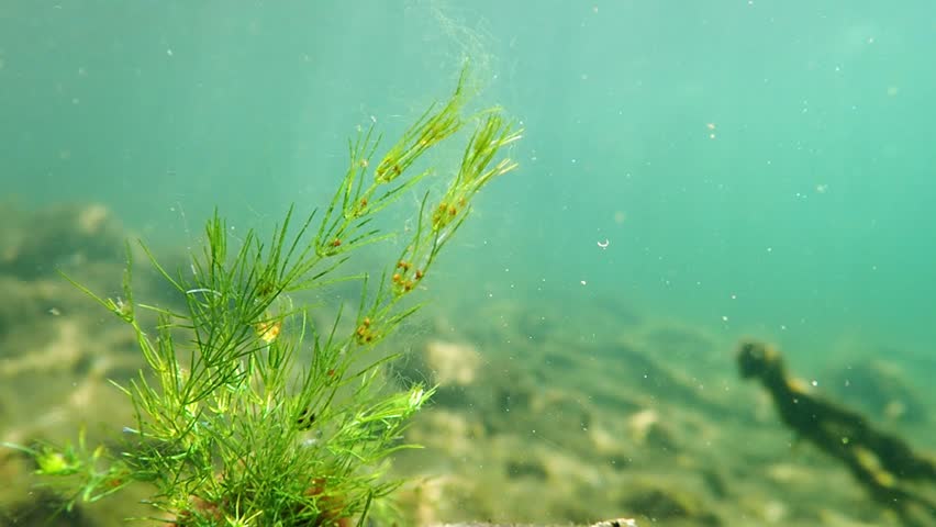 Algae Pronunciation