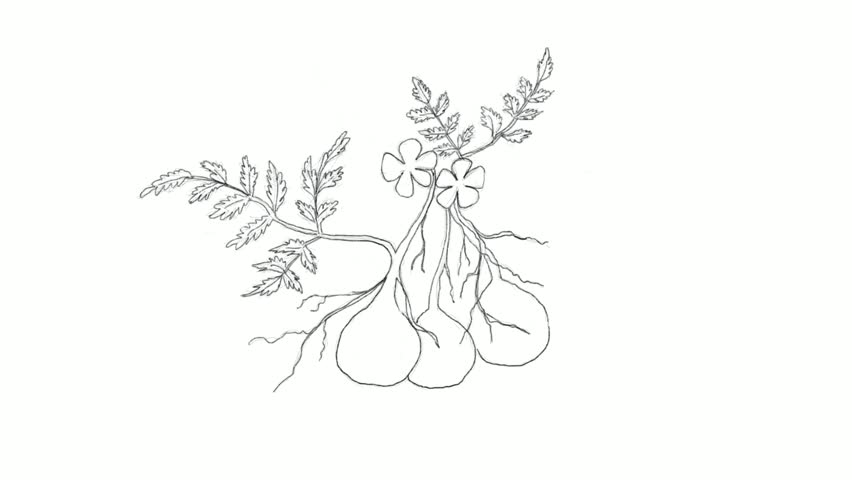 Header of pignut
