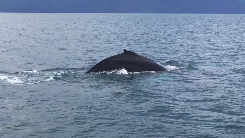 Beached Whale image - Free stock photo - Public Domain photo - CC0 Images