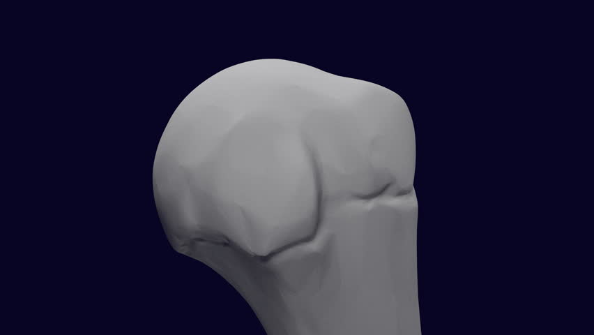 Header of humeral