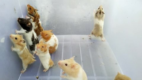 Newborn Hamster Stock Video Footage 4k And Hd Video Clips