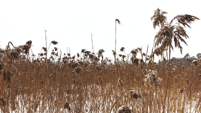 Header of reed
