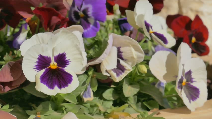 Macro of white and purple flower with yellow center image - Free stock ...
