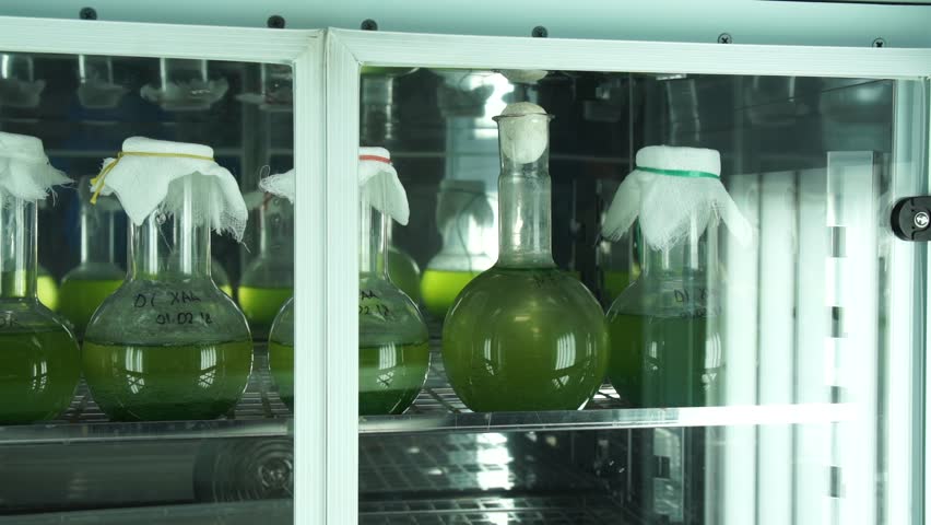 Header of Active Agent