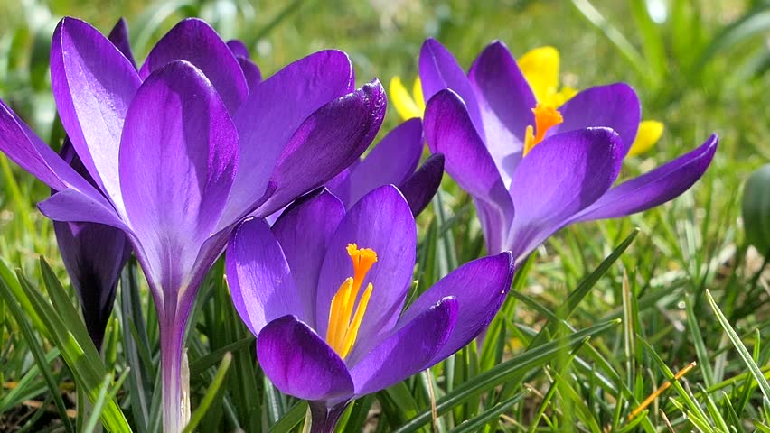 Header of iridaceae