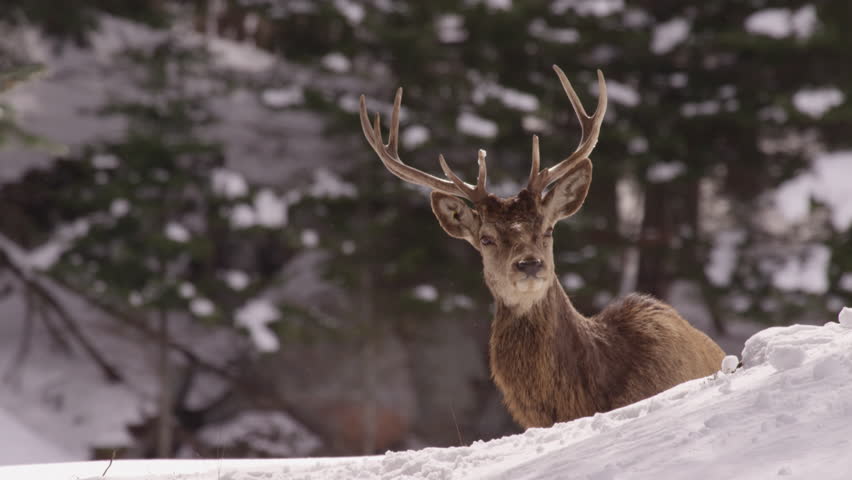 Header of wapiti