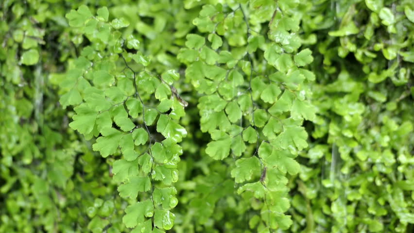 Header of spleenwort