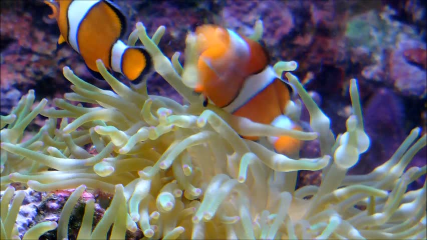 Saddleback Clownfish Stock Video Footage - 4K and HD Video Clips