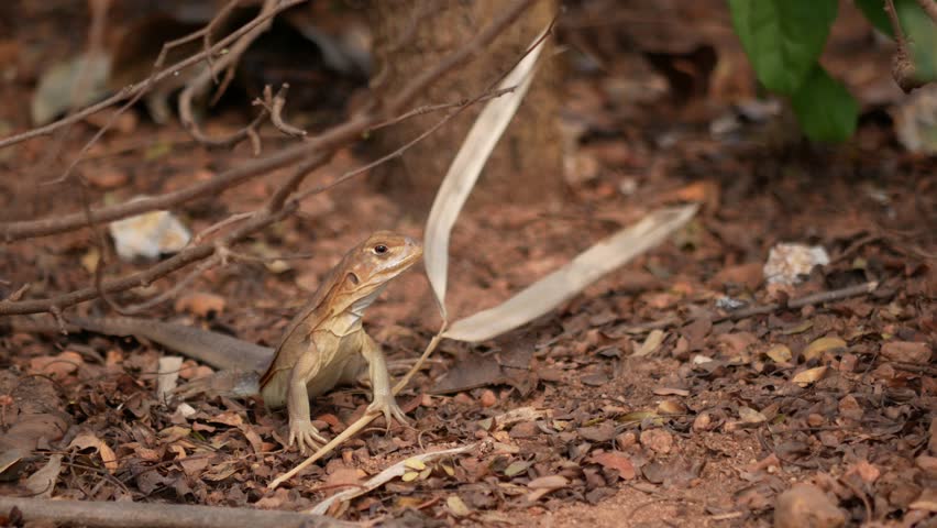 Header of lizard