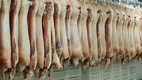 Dead Bloody Pigs Hanging Slaughterhouse After Stock Footage Video (100% Royalty-free) 1009666373 | Shutterstock Dead Bloody Pigs Hanging Slaughterhouse After Stock Footage Video (100% Royalty-free) 1009666373 | Shutterstock