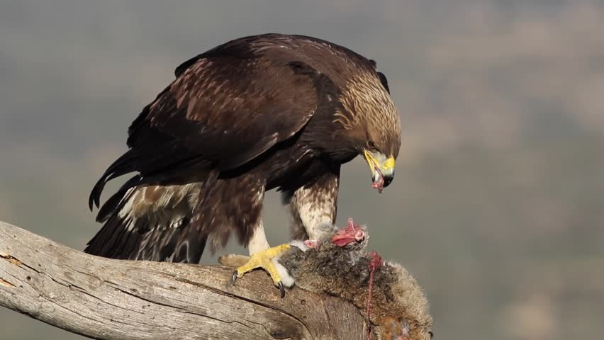 Golden Eagle Aquila Chrysaetos Juvenile Stock Footage Video 100 Royalty Free 1009700273 Shutterstock