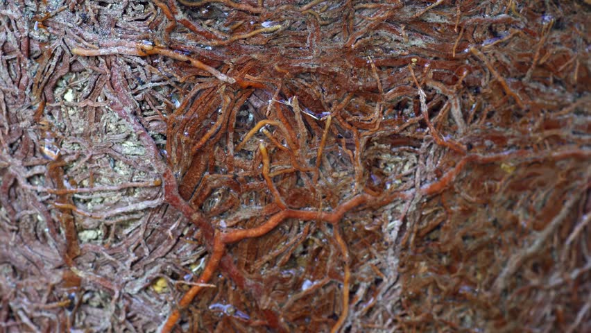 Header of Root