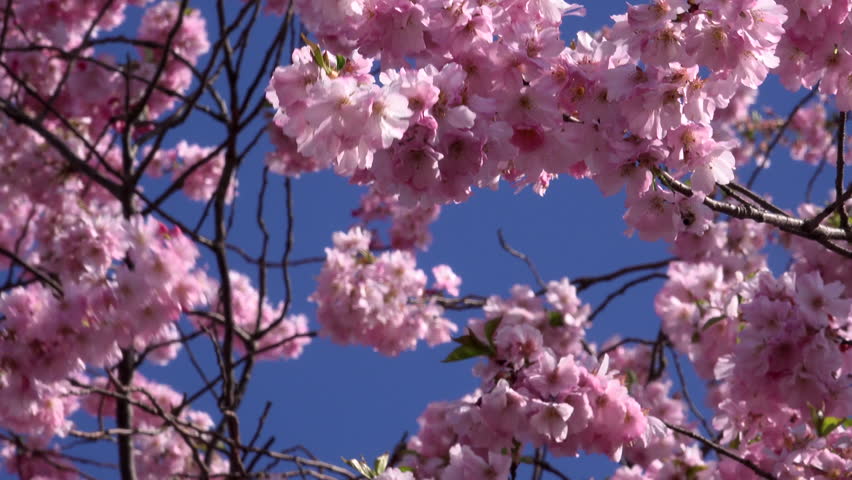 Header of cheery