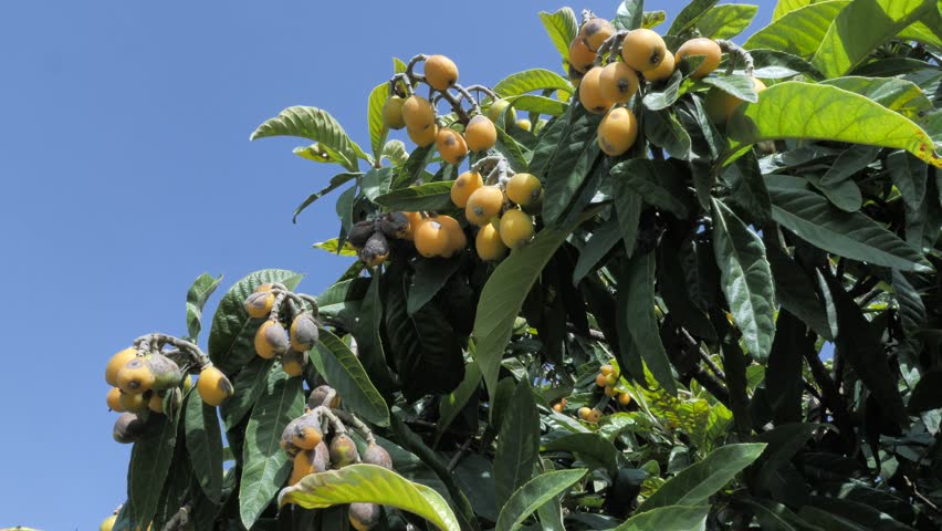Header of japanese medlar