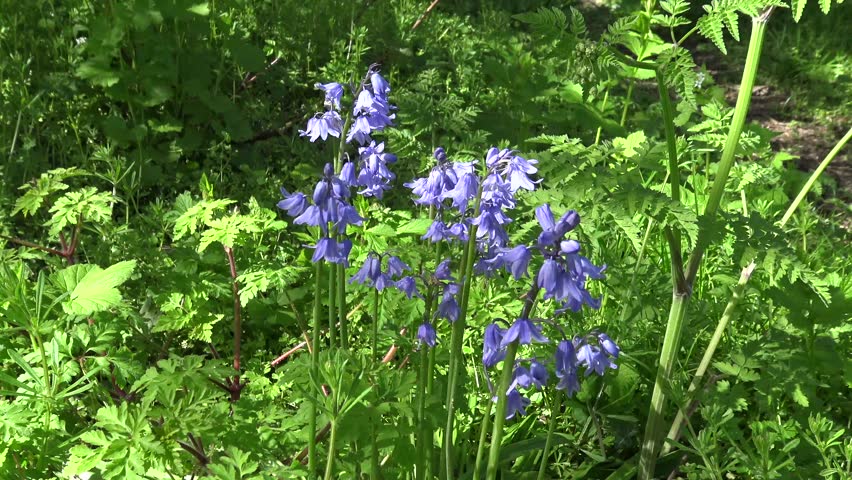 Header of dappled
