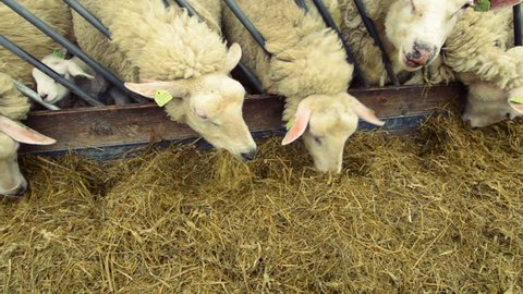 Sheep Eating Clean Hay From Stock Footage Video 100 Royalty Free