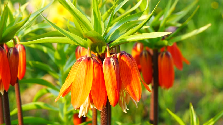 Header of fritillary
