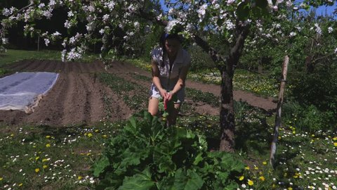 Rhabarber Ernten Stock Video Footage 4k And Hd Video Clips