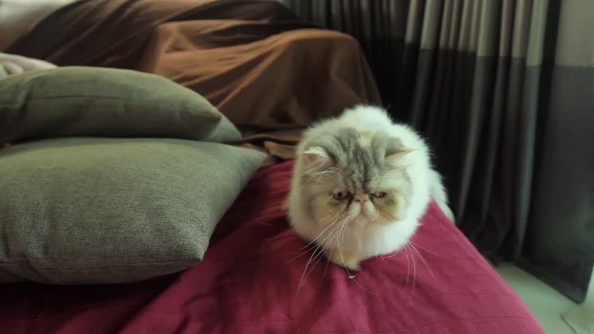 Short Haired Exotic Cats Are Interested Stock Footage Video 100