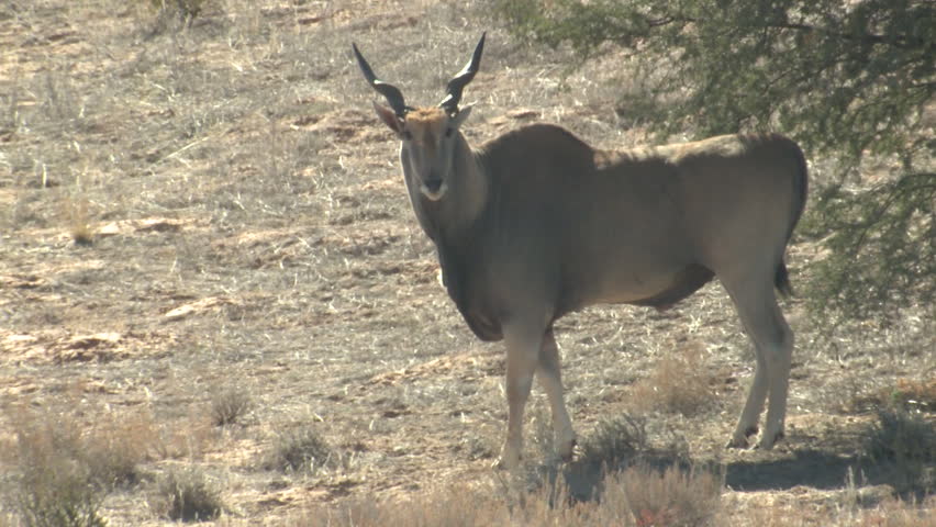 Eland Stock Video Footage - 4K and HD Video Clips | Shutterstock