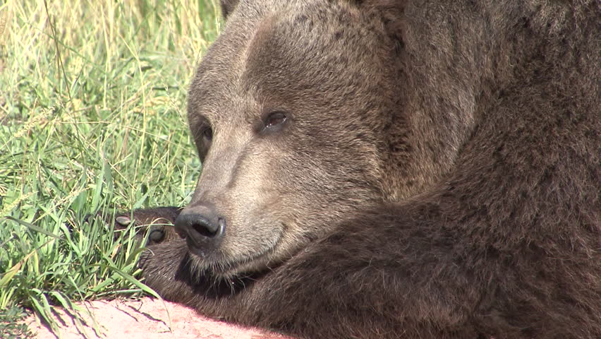 Grizzly Bear Face Image - Free Stock Photo - Public Domain Photo - Cc0 