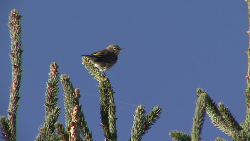 Header of subspecies