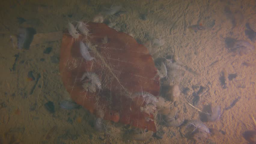 Header of Amphipoda