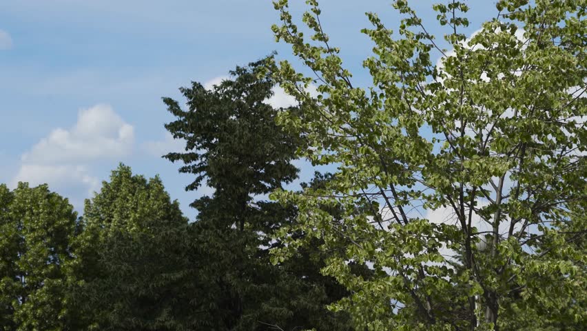 Header of rustle