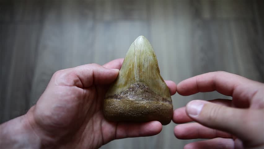Giant Shark Teeth of Megalodon image - Free stock photo - Public Domain ...