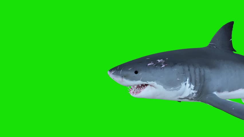shark music converter