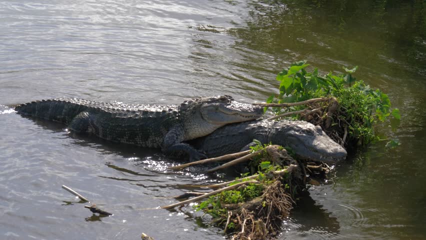 American Alligator image - Free stock photo - Public Domain photo - CC0 ...