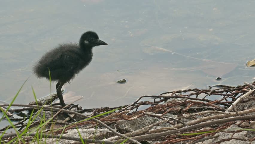 Header of Amaurornis phoenicurus