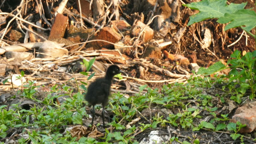 Header of Amaurornis phoenicurus
