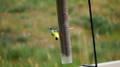 1000 Thistle Finch Stock Video Clips And Footage Royalty Free