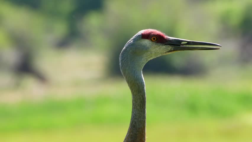 It Was Twilight And Sandhill Cranes >> Beautiful Sandhill Cranes At Golden Stock Footage Video 100 Royalty Free 1013597543 Shutterstock It Was Twilight And Sandhill Cranes >> Beautiful Sandhill Cranes At Golden Stock Footage Video 100 Royalty Free 1013597543 Shutterstock