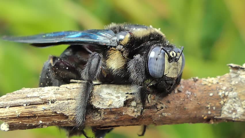 Black Bumble Bee >> Black Bumble Bee Xylocopa Latipes Stock Footage Video 100 Royalty Free 1013765183 Shutterstock Black Bumble Bee >> Black Bumble Bee Xylocopa Latipes Stock Footage Video 100 Royalty Free 1013765183 Shutterstock