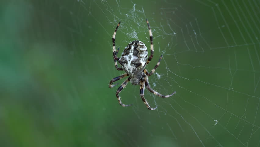 Large web weaving spider image - Free stock photo - Public Domain photo ...