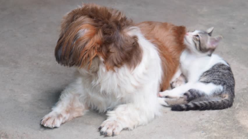 A little cute cat snuggle a shih tzu dog, it very lovely.