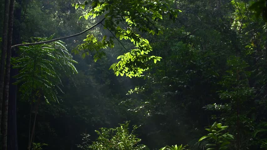 Rays of lights in the giant trees image - Free stock photo - Public ...