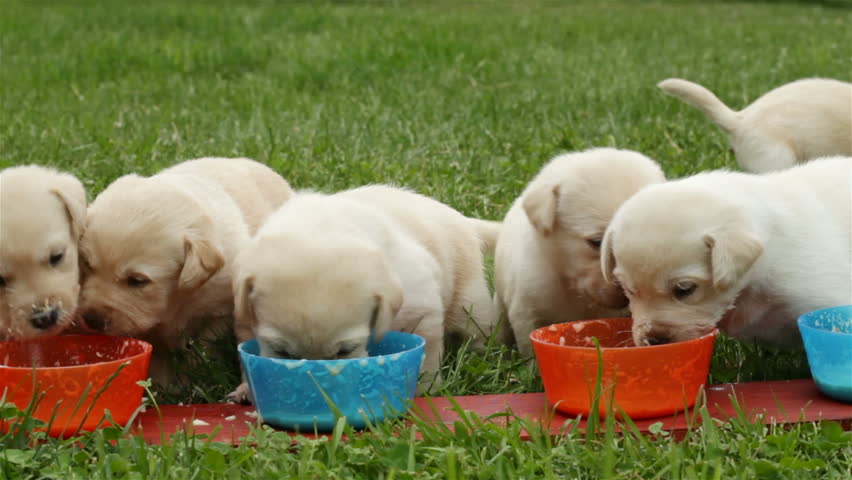 Young Labrador Retriever Puppies Finish Stock Footage Video 100 Young Labrador Retriever Puppies Finish