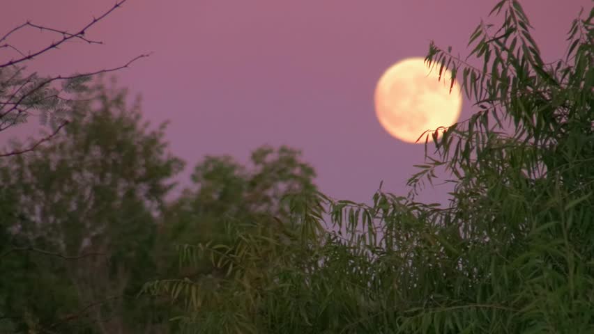 Moon rising on a purple sky image - Free stock photo - Public Domain ...
