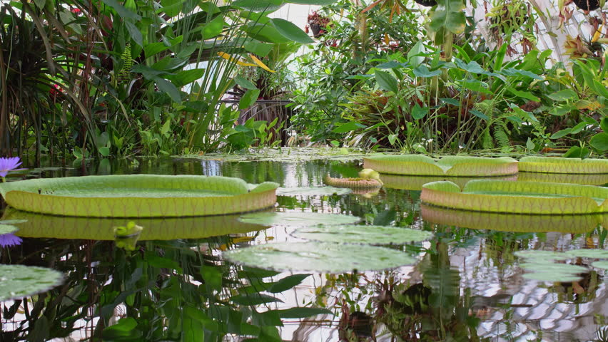 4k00 20water Level View Across A Conservatory Pond Covered With