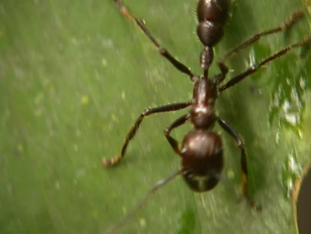 Header of Paraponera clavata