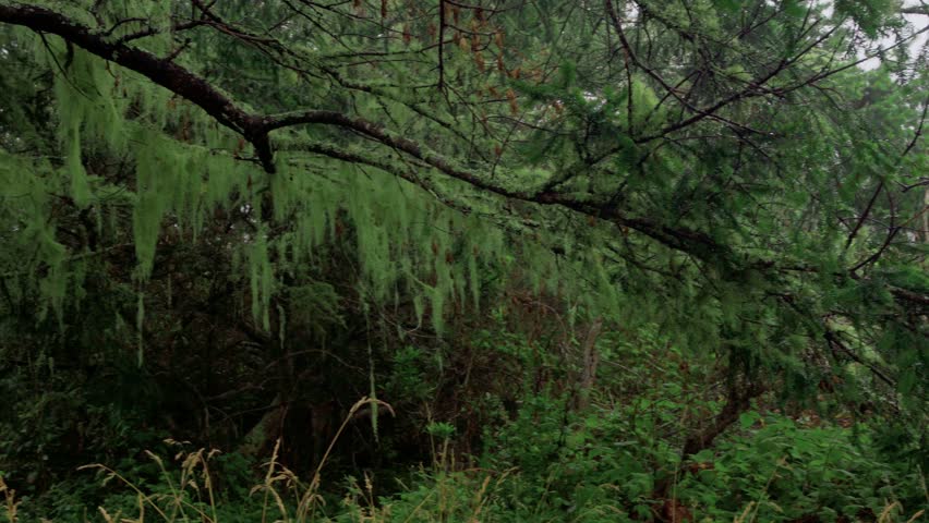Spanish Moss Drapes From The Stock Footage Video 100 Royalty